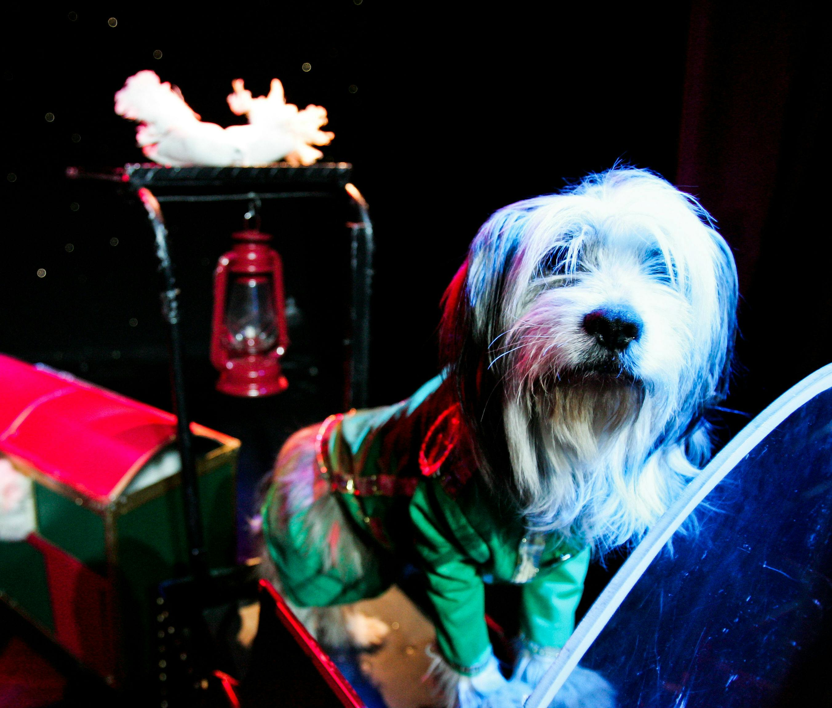 V Theater Las Vegas: Popovich Comedy Pet Theater - Photo 1 of 6